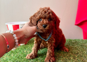 Toy Poodle Mini Yavrular